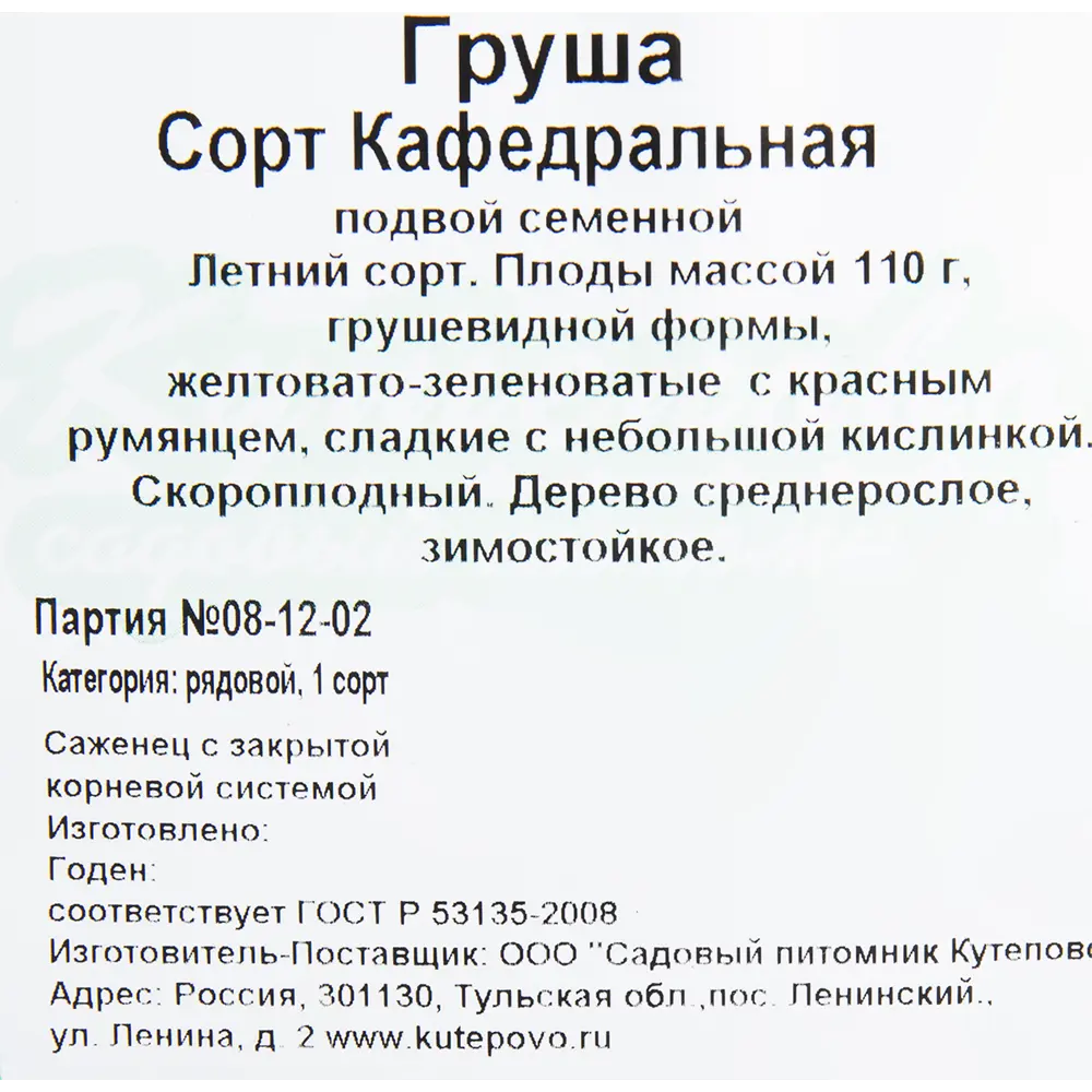 Груша «Кафедральная» C4 высота 140 см 82596986 STLM-2186511 Santreyd  - Вид №1