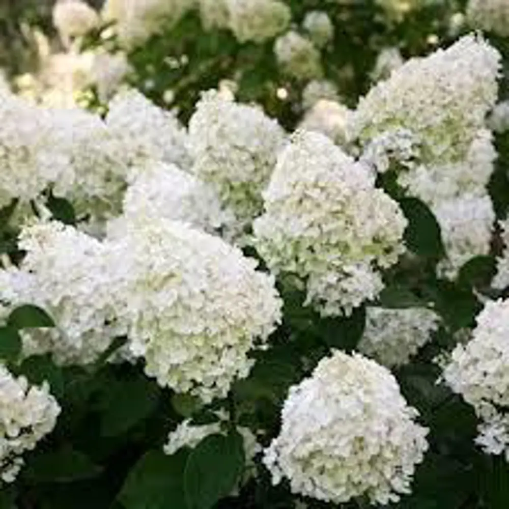 Гортензия метельчатая «Полар Биар» C3 82356728 STLM-2079224 PLANTMARKET  - Вид №1