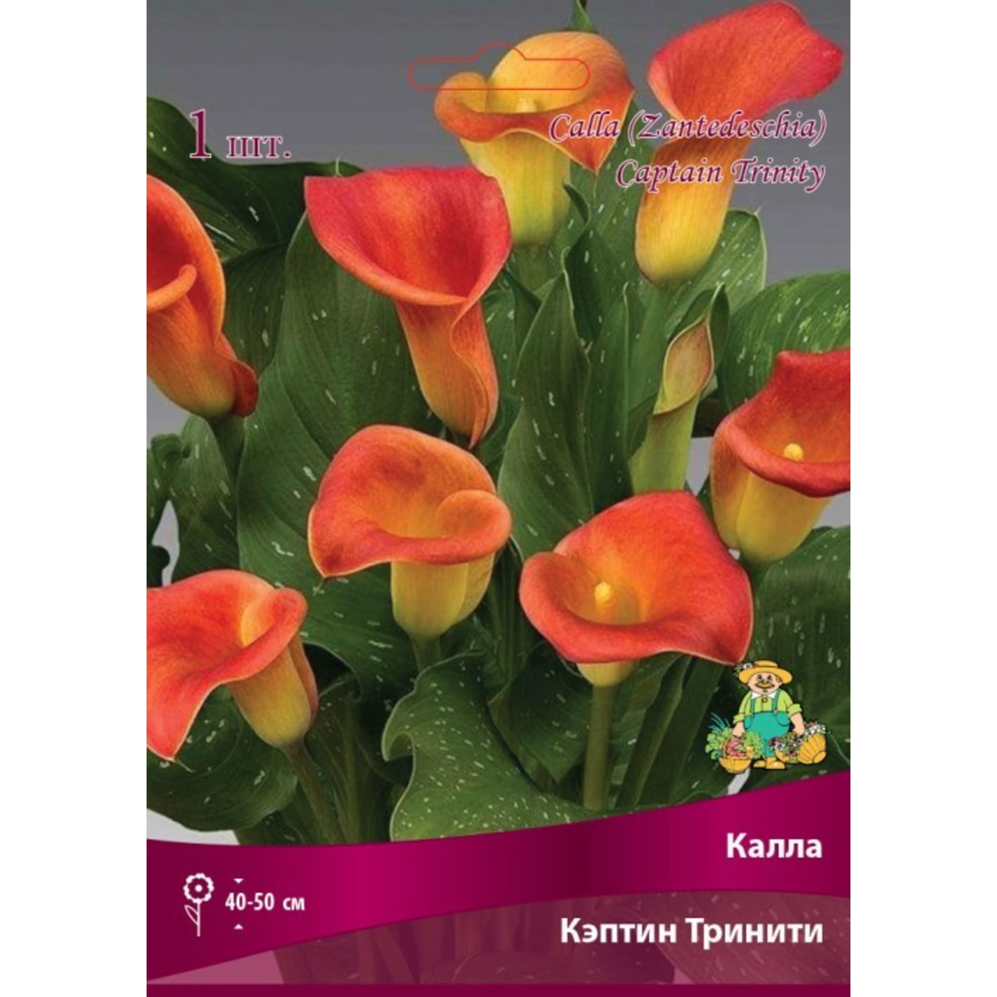 Калла Кэптин Тринити луковица 14/16 Santreyd 83598108