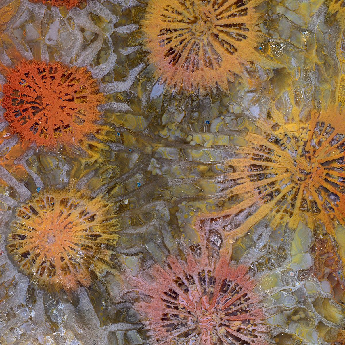 SICIS Rhino Orange Vetrite sun-id-1991220 - Вид №5