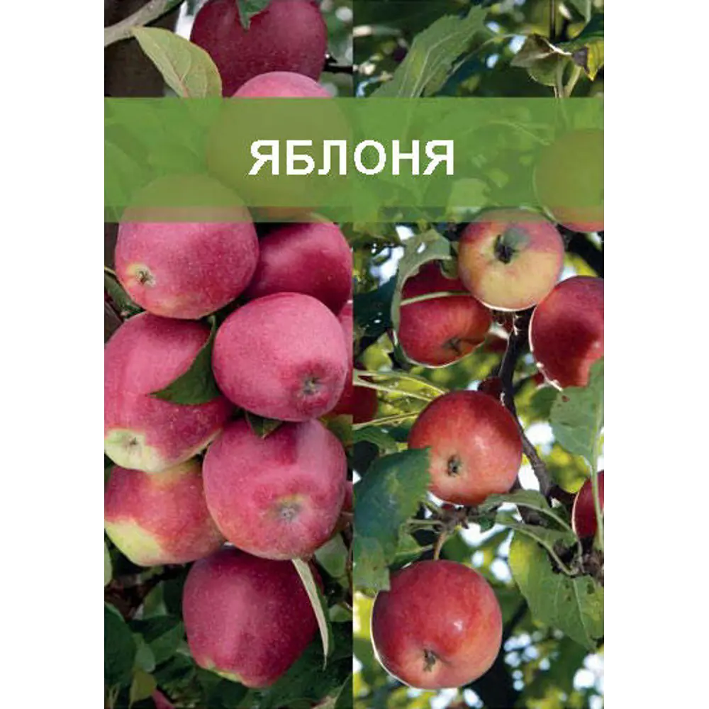 Яблоня двухъярусное дерево 2 сорта ø20 h180 см 85670476 STLM-2205665 Santreyd 