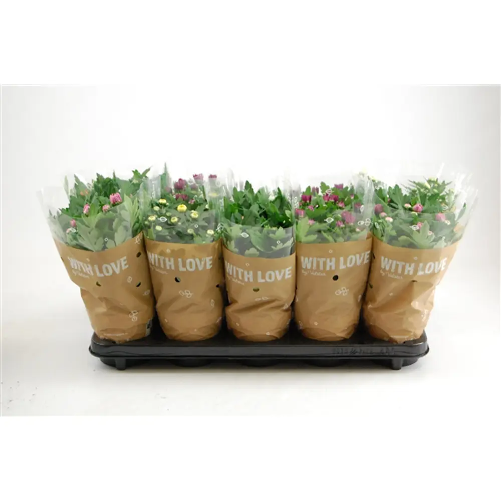 Хризантема Махровая микс 12x25 см 82548594 STLM-2133555 Santreyd  - Вид №4