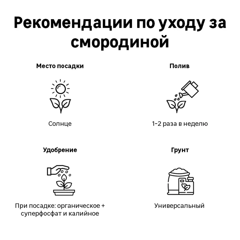 Смородина чёрная С2 «Бинар» h40 81954947 STLM-2189442 Santreyd  - Вид №2
