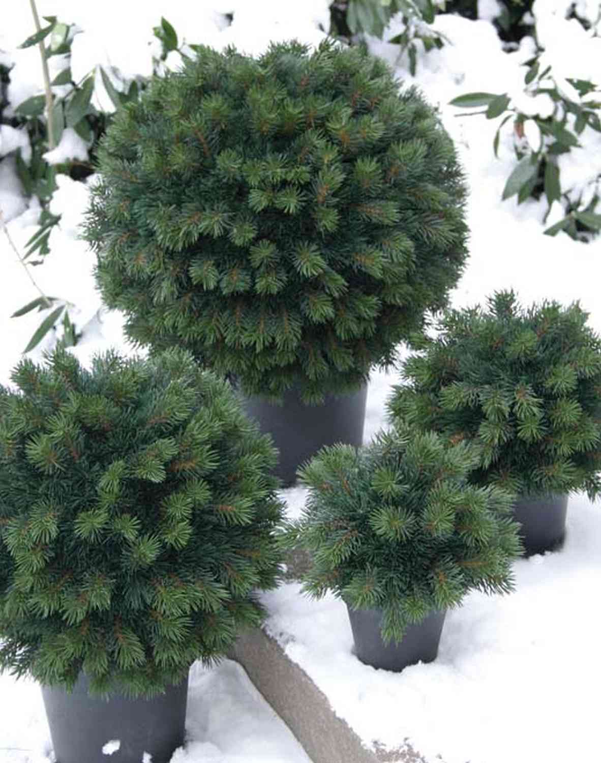 4773 883 a3 Искусственный шар из пихты, смешанный, в горшке, 55см, зеленый H-andreas 