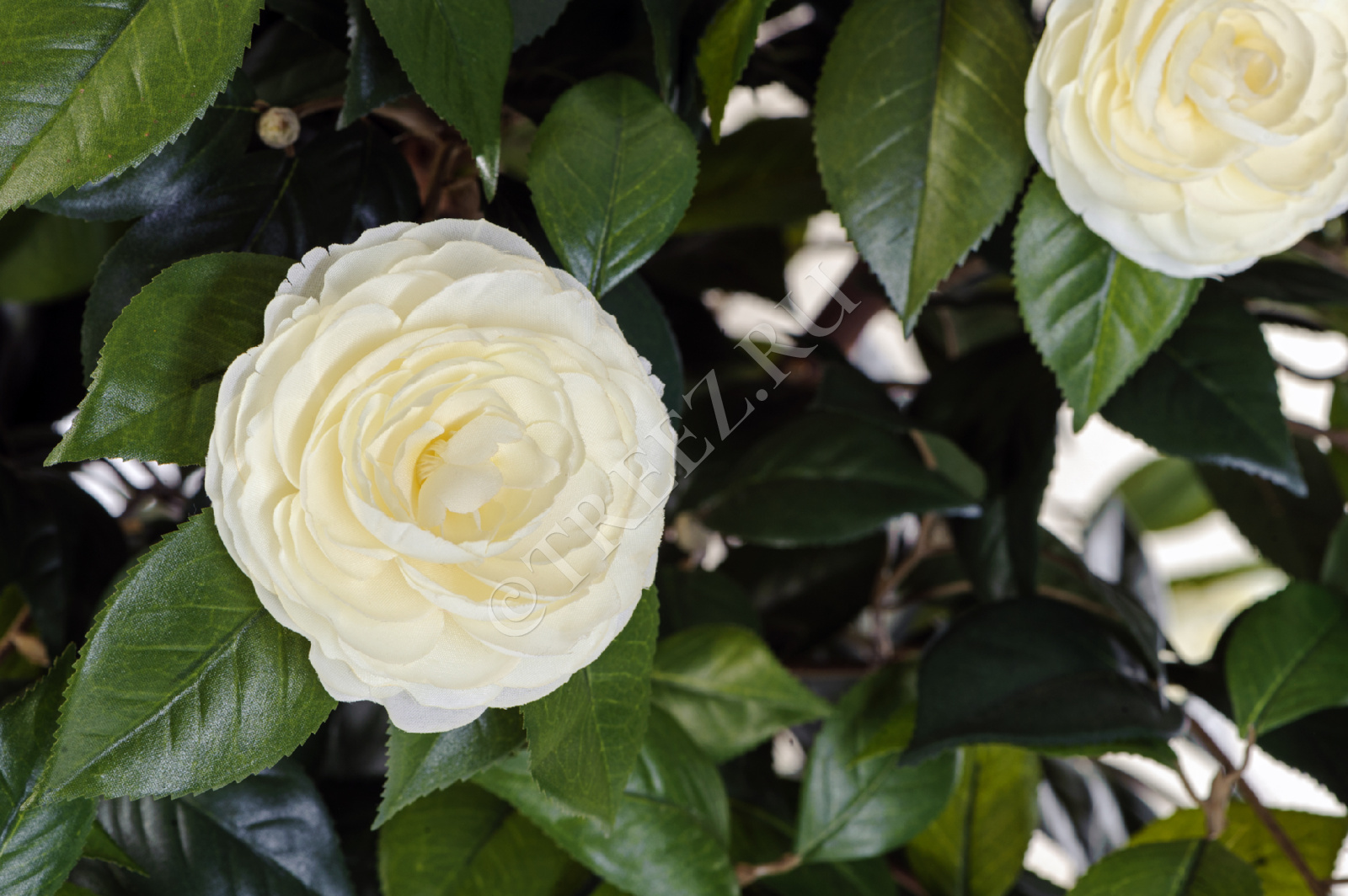 10.39304NW Камелия на штамбе кремовая Цветочная коллекция  - Вид №1