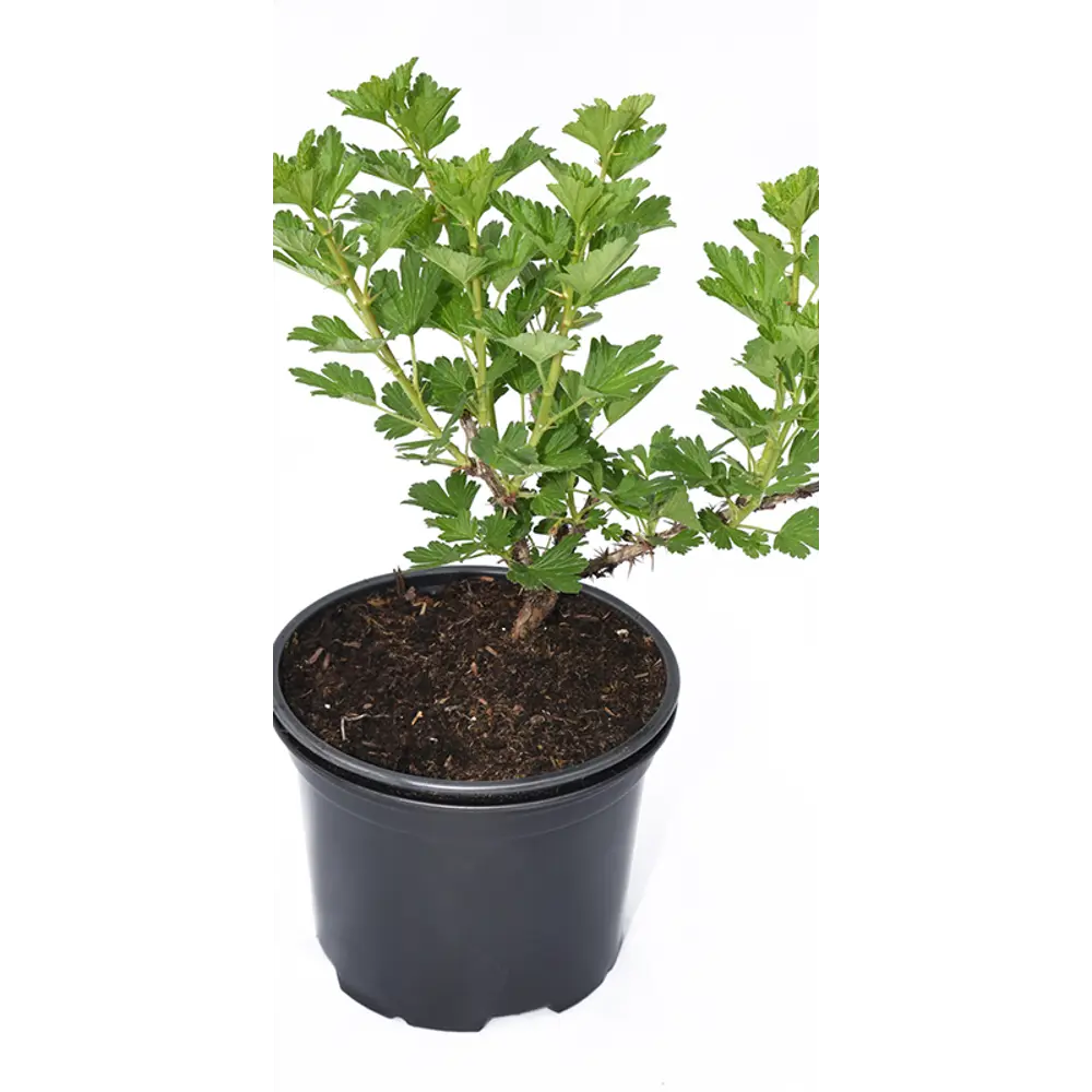 Крыжовник Шершневский от Santreyd - сладкие ягоды для вашего сада 82585425 STLM-0963926 - Вид №1