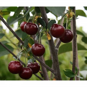 85607953 Вишня Быстринка ø22 h180 см