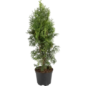 Туя западная «Колумна» 22x50 см 82550330 STLM-2165953