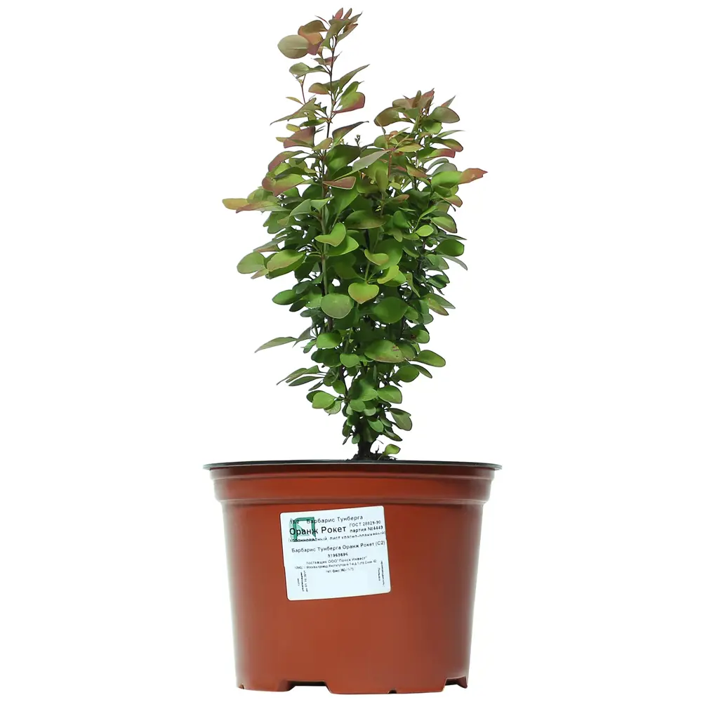 Барбарис Тунберга Оранж Рокет Santreyd - декоративный кустарник для живых изгородей 81968696 STLM-0959734 - Вид №2