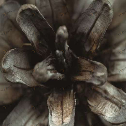 WP01694 Фотообои Verol Фотообои decoline 1х1 м