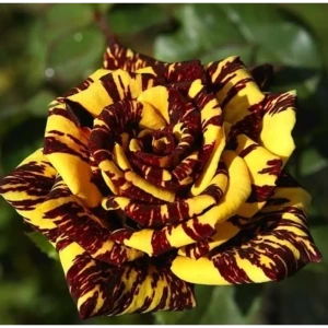 Роза флорибунда Симсалабим ø15 h30 см 85589122 STLM-2206081