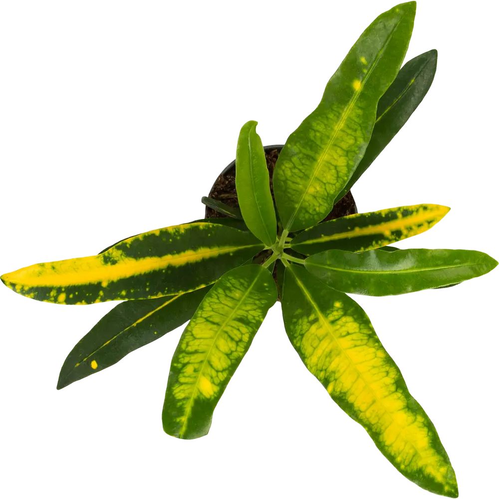 Santreyd Кротон Вариегатум — пестрый акцент для интерьера 82578932 STLM-0030488 - Вид №1