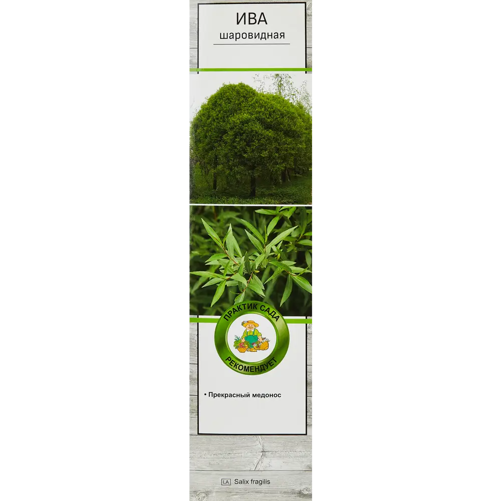 Ива Шаровидная h40 см 86543987 STLM-2015265 Santreyd 