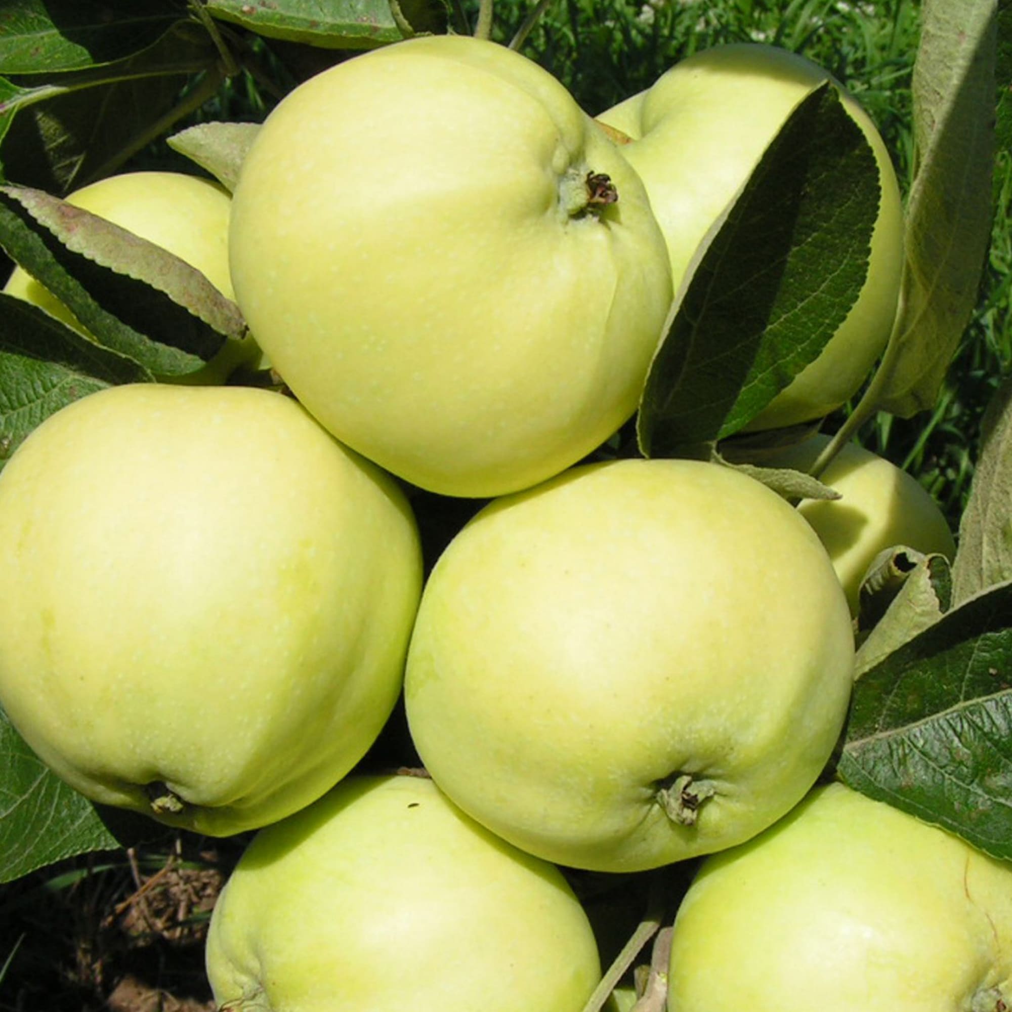 82237820 Яблоня «Папировка» С7 120-180 см Santreyd  - Вид №3