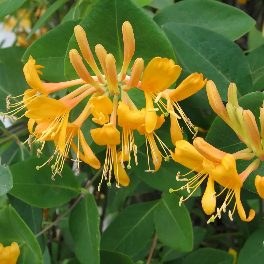 Santreyd Жимолость Тельмана - вьющаяся лиана для вертикального озеленения 87690983