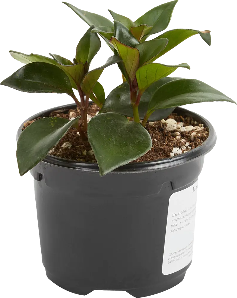 Santreyd Плант микс — живая композиция для интерьера 25 см 82741530