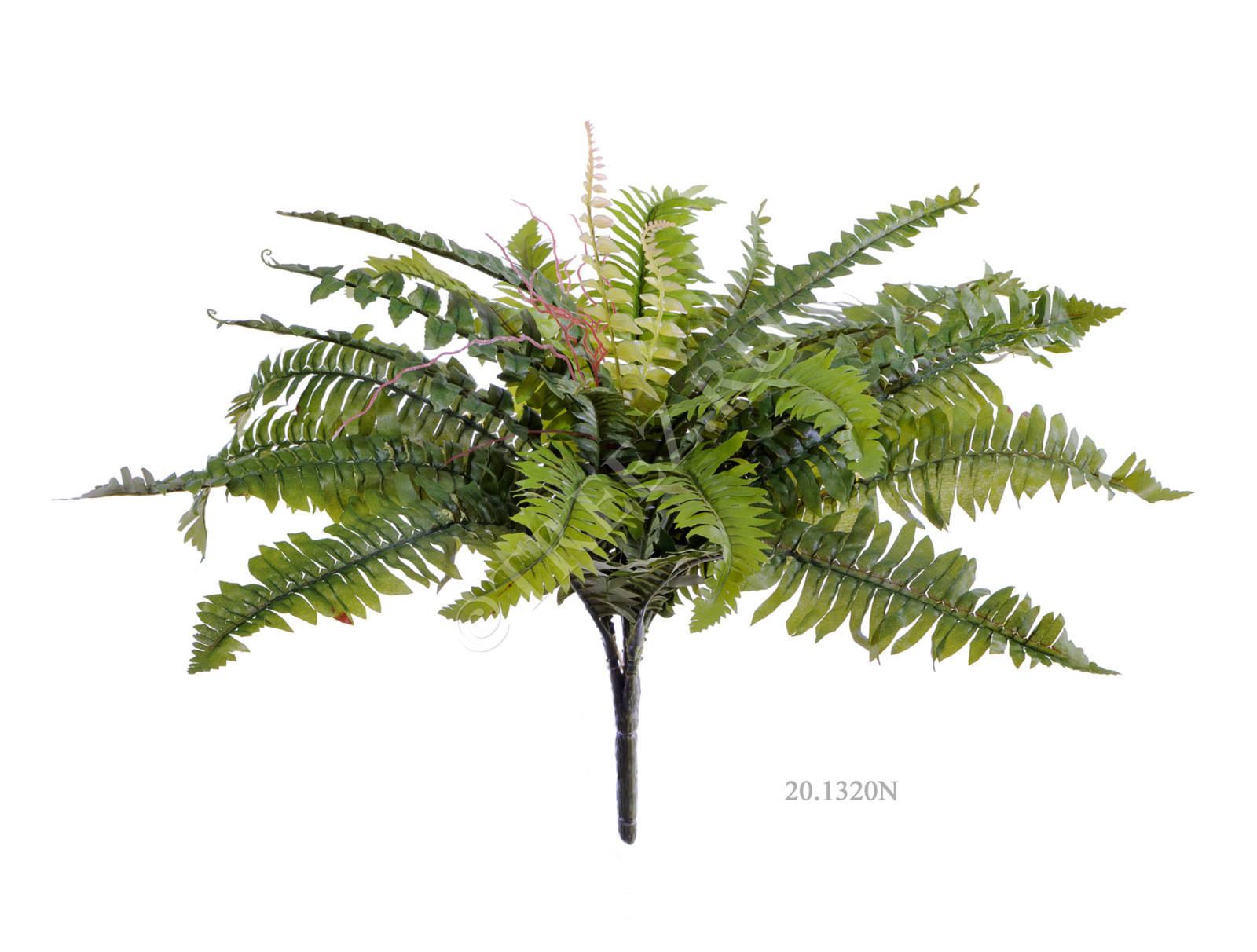 20.1324N Папоротник Бостон Цветочная коллекция  - Вид №1