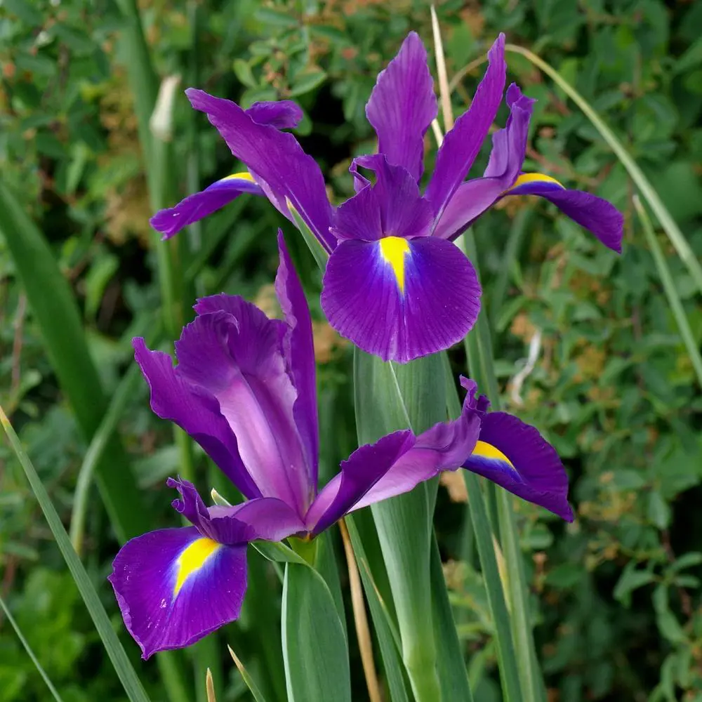 Ирис Geolia «Purple Sensation», 6х7 см 15550187 STLM-2020835 