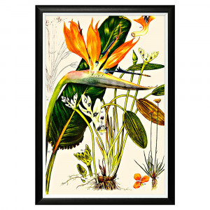 896519647_1818 Арт-постер «Цветочная энциклопедия, глава 4» Object Desire