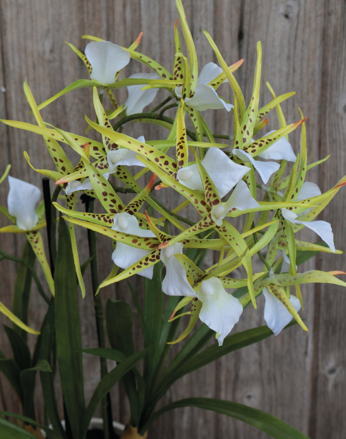 2529 788 a3 Искусственная орхидея паук (brassia), горшечная, 50 см, бежево-зеленая H-andreas  - Вид №5