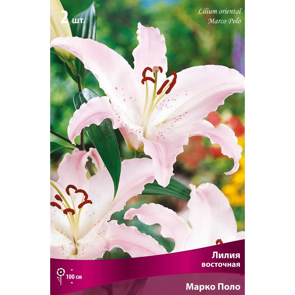 Лилия восточная «Марко Поло», высота 50 см, 1 шт. 82000188 STLM-2181474 Santreyd 
