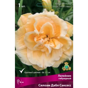 Лилейник гибридный Силоам Дабл Саксесс луковица I 83597567 STLM-2155626