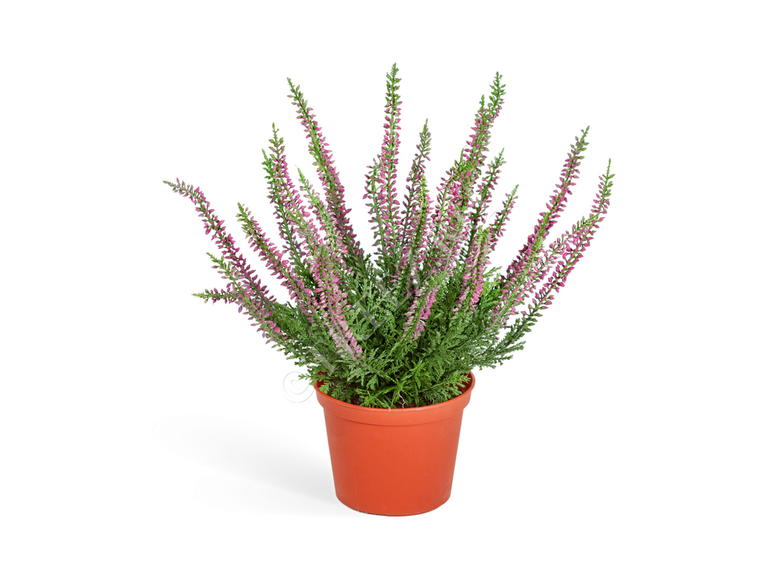 20.5937PU Эрика (вереск) куст тёмно-сиреневый Цветочная коллекция 