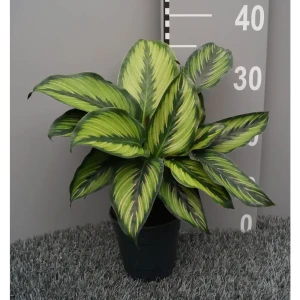 Калатея Santreyd ø12 h35 см - живое украшение интерьера 89400403