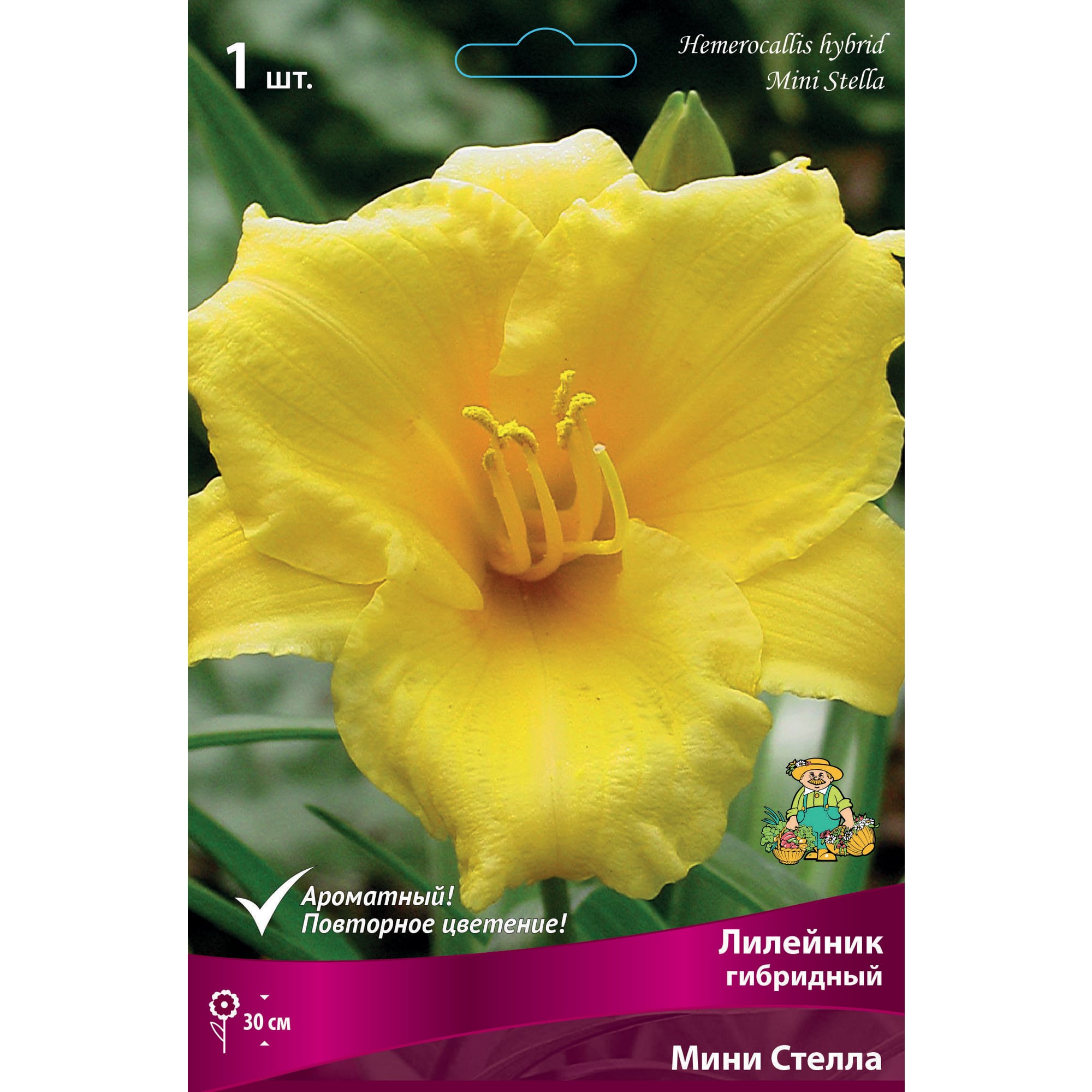 83597558 Лилейник гибридный Мини Стелла луковица I Santreyd 