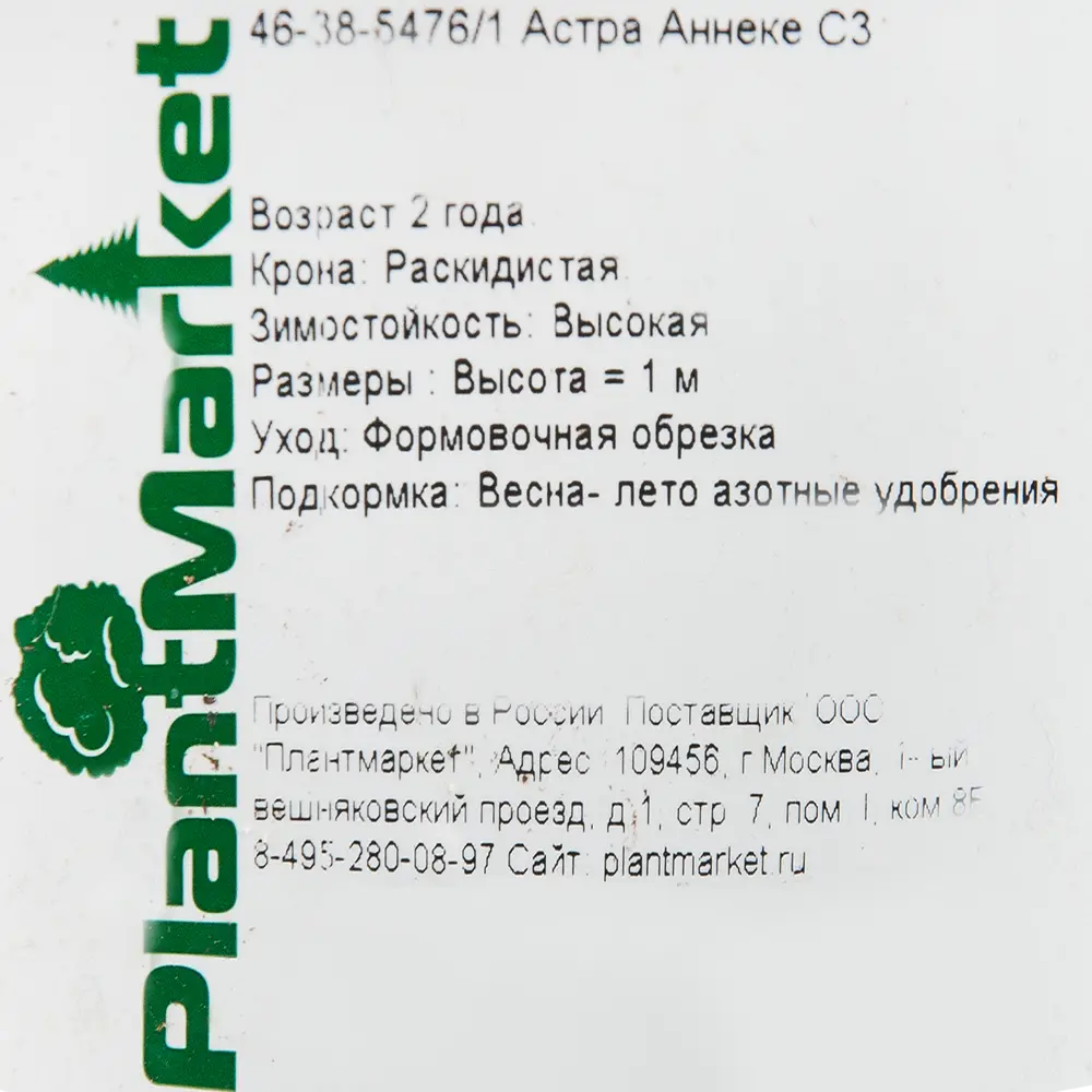 Астра «Аннеке» 15x55 см 82625223 STLM-2027902 PLANTMARKET  - Вид №1