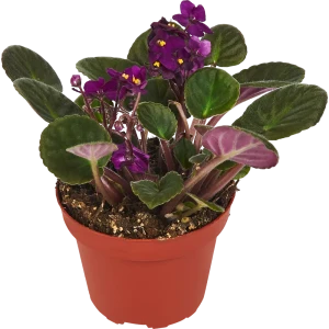 Фиалка микс ø12 h20 см 85324977 STLM-2082492