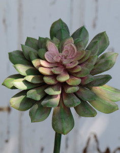 6444 805 a3 Пластиковая эхеверия на палочке, 16 см, зелено-розовая H-andreas