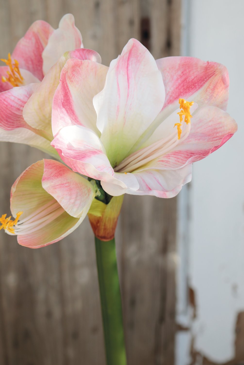 Искусственный амариллис, 66 см, бежево-розовый Santreyd 2443 755 a3