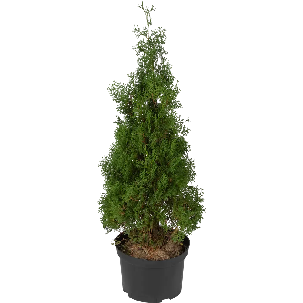 Туя западная «Холмструп» 41x110 см 82550338 STLM-2084222 ГАВРИШ 