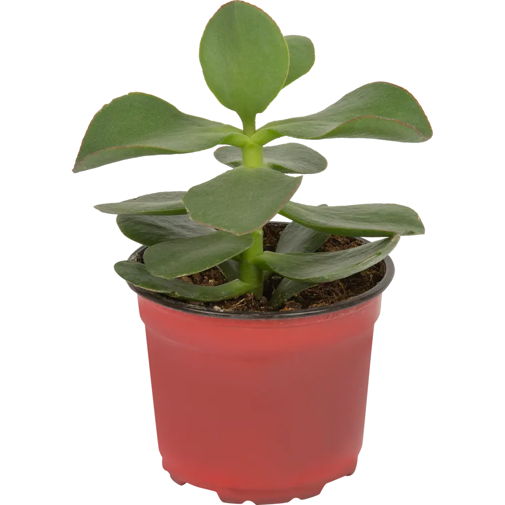 Крассула (Денежное дерево) в горшке ø12 см 83275146 Santreyd STLM-1583680
