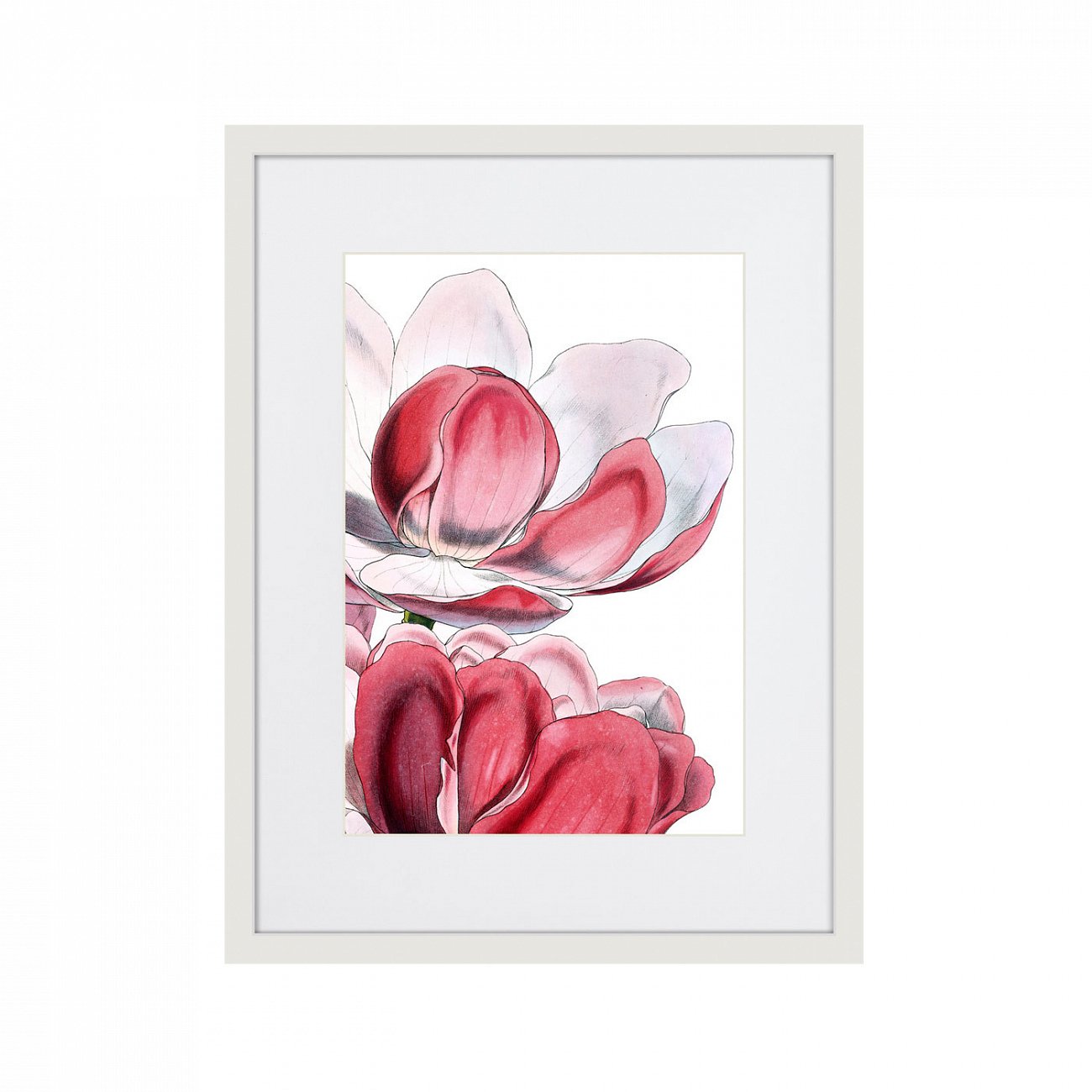 Картина в раме 42х32 см Himalaya Plants Pink-Flower on white III, 1869г. КАРТИНЫ В КВАРТИРУ  264653 Белый;розовый;разноцветный  - Вид №1