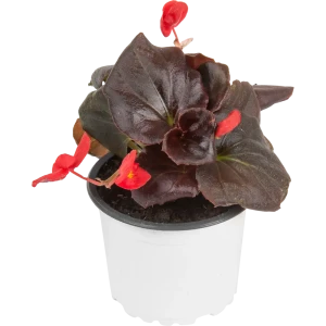 Бегония микс 9x20 см 82625825 STLM-2039716