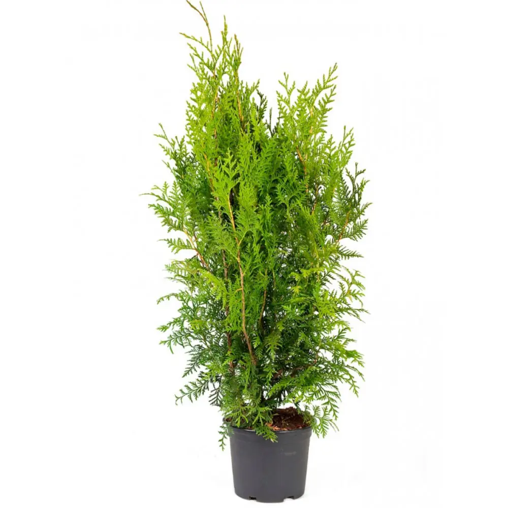 PLANTMARKET Туя Брабант - хвойный многолетник для сада 85440387 STLM-0951152