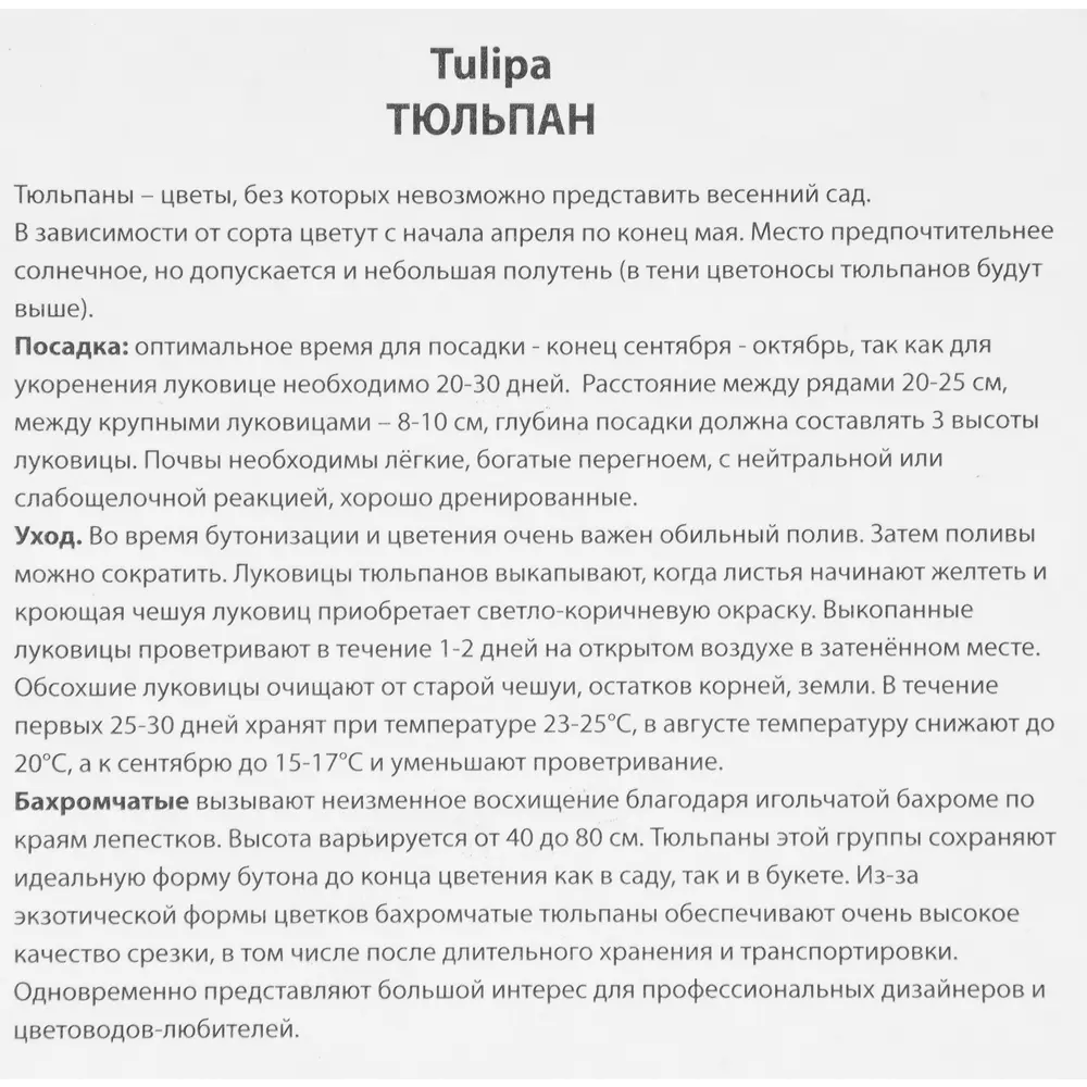 Тюльпан бахроматчый Пасифик Пёрл, 5 шт 85205604 STLM-2078523 ПОИСК  - Вид №2