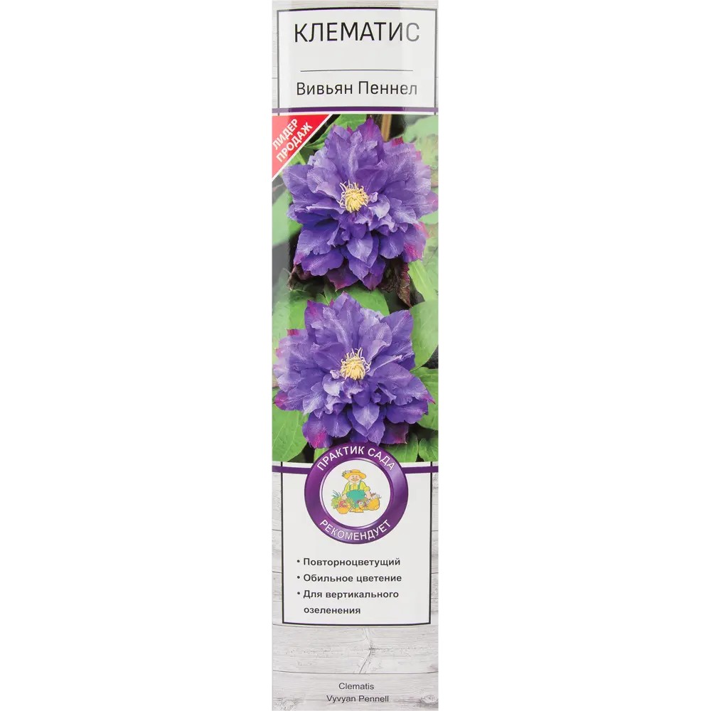 Клематис крупноцветковый Вивьян Пеннел 82527598 STLM-2039078 Santreyd 