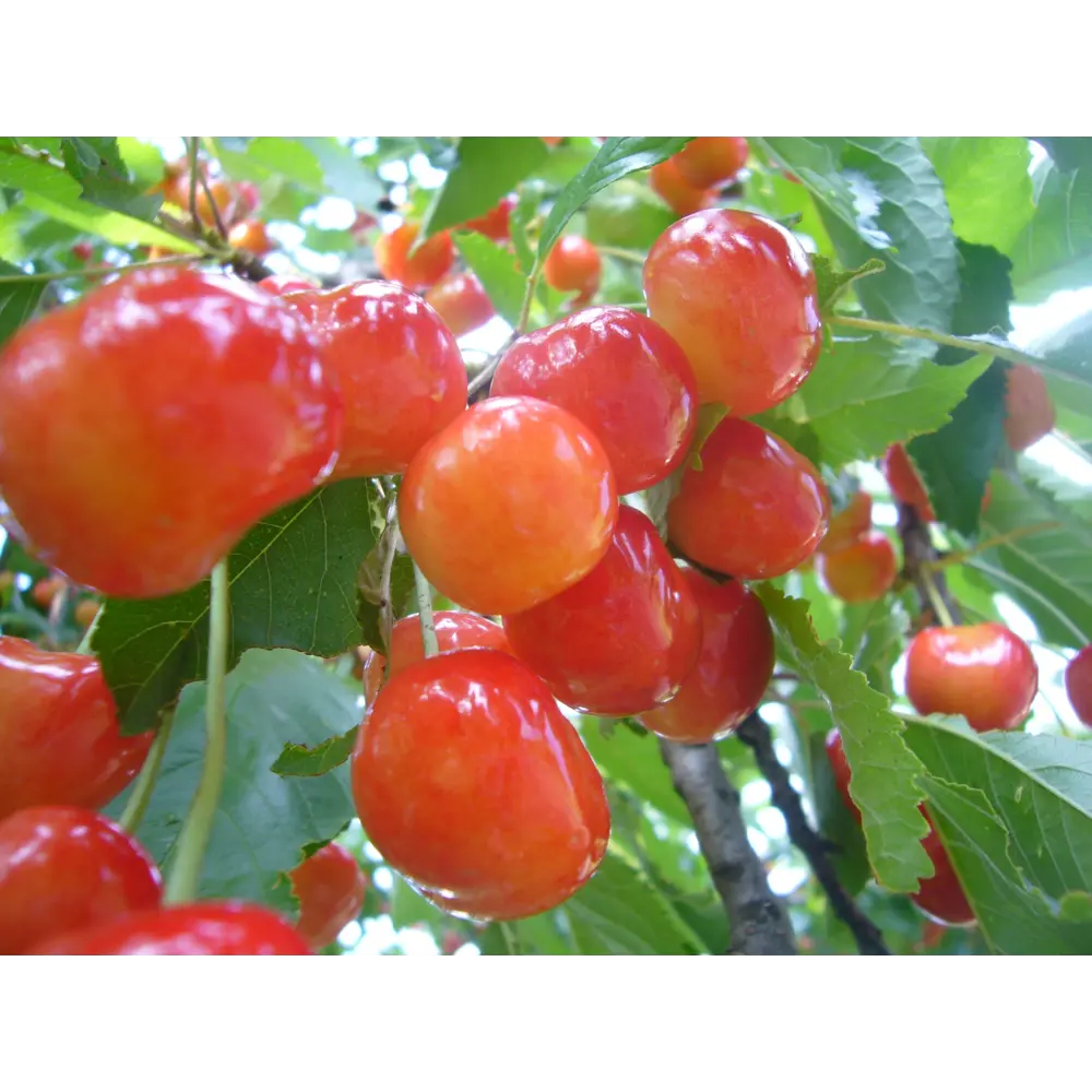 Черешня «Фатеж» 22x80 см 82625426 STLM-2115158 PLANTMARKET 