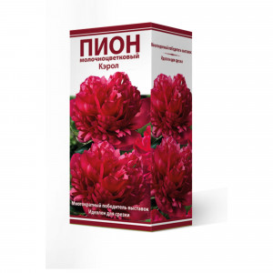 88294985 Пион молочноцветковый Кэрол разбор 2-3