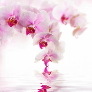 D2-070 Фотообои DIVINO Collection D 2.7х3 м