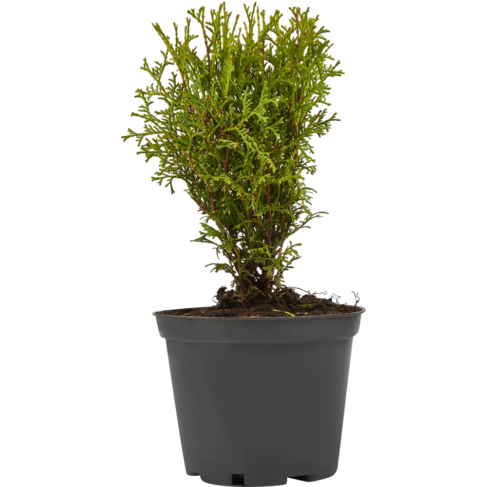 Santreyd Туя Тини Тим: Вечнозеленый шар для ландшафтного дизайна 85320110 STLM-0061315