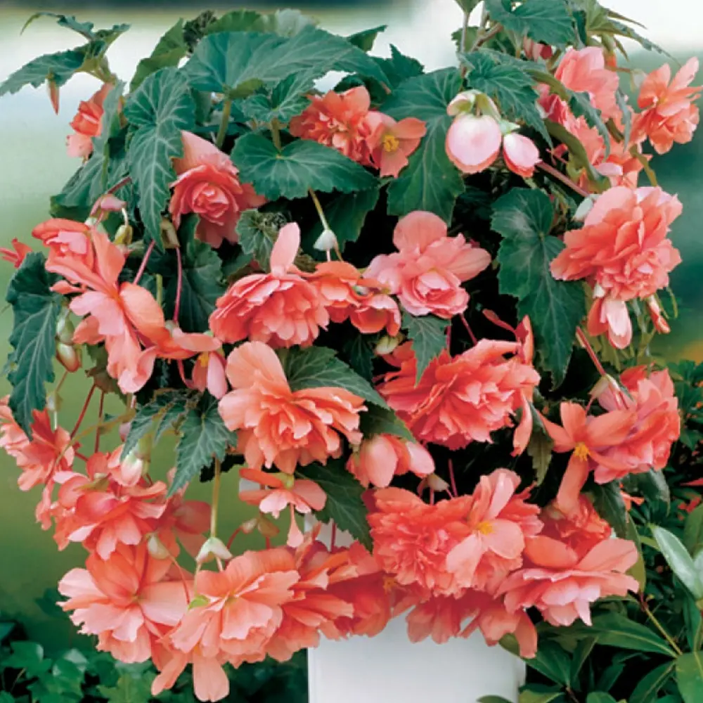 Бегония «cascade Pink», 4х5 см 13064839 STLM-2113869 GEOLIA 