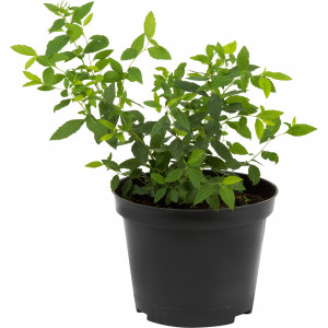 18468710 Спирея японская «Генпей», С3/20-40 см