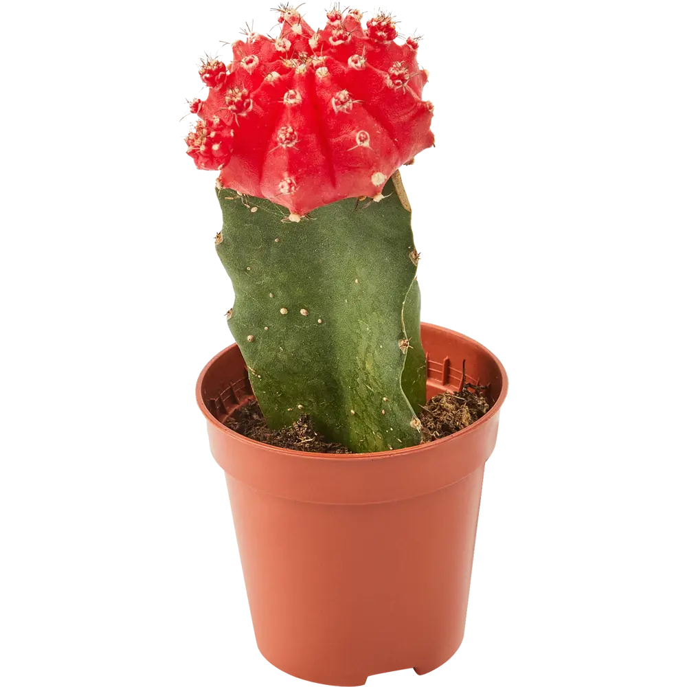 Santreyd Гимнокалициум Японский — кактус с роскошным цветением 85325010 STLM-0061560 - Вид №1