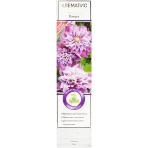 Клематис Пиилу Поиск 81951263 STLM-2189182