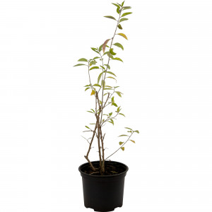 82219573 Годжи «Нью Биг» 2 л