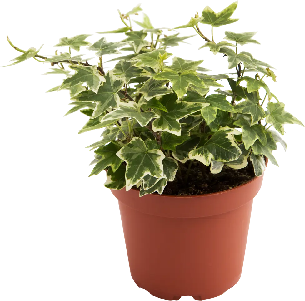 Santreyd Хедера Хеликс микс - вечнозеленая лиана для дома 13534247